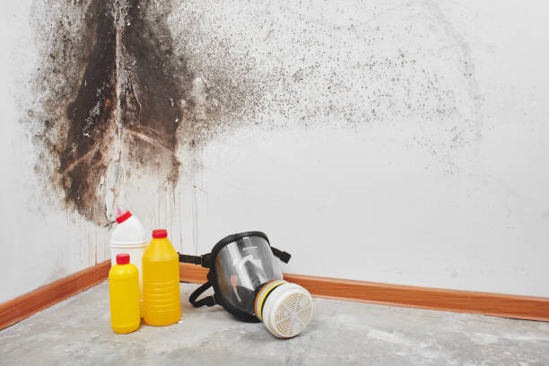 Best Mold Remediation for Specific Building Types in Abbeville, SC
