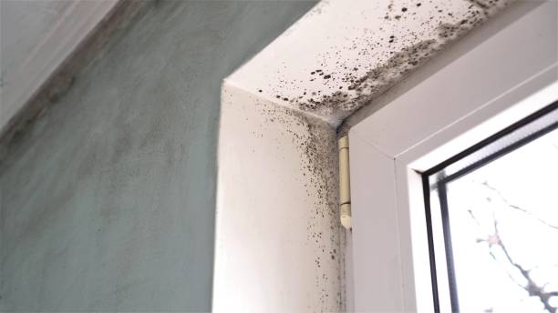 Best DIY Mold Remediation Support Services in Abbeville, SC